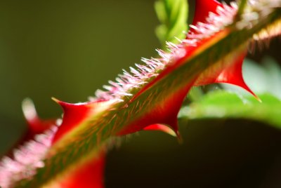 Rosa omeiensis 'Pteracantha' - růže omejská - trny